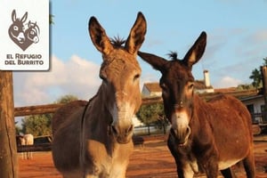 EL Refugio del Burrito