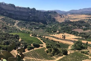 From Marbella: Ronda Tour Wineries Tour with Lunch