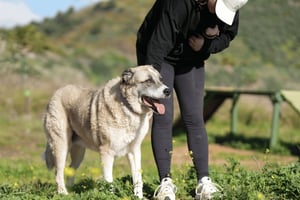 Marbella: Promenera med hundar på Costa del Sols största hundhem