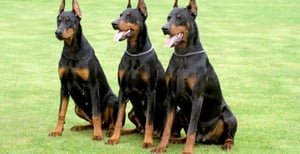 Protection Dogs Worldwide