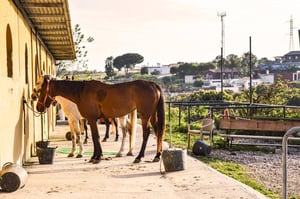 Ranch Siesta Los Rubios