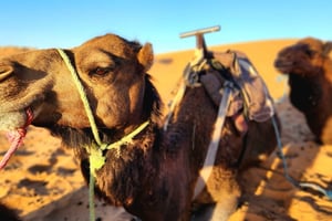 Z Fes do Marrakeszu: magiczna 3-dniowa wycieczka; 2 noce na Saharze