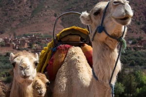 From Marrakech: 2-Day Zagoura Desert Experience