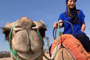 Kamelritt i Marrakech i palmlunden