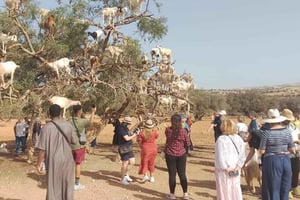 Marrakech: escursione di un giorno a Essaouira, Medina e Porto Vecchio