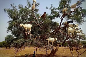 Marraquexe: viagem de um dia à cidade de Essaouira 'Um dia, dois mundos'❤️