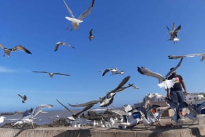 Private day trip from Marrakesh with Wine tasting