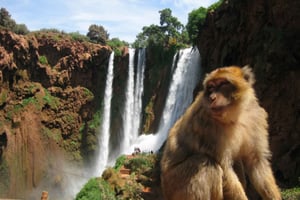 De Marraquexe: Cascatas de Ouzoud com guia local e passeio de barco