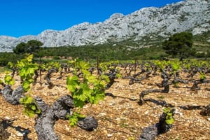 Coteaux d'Aix: Ste Victoire Wine Tour