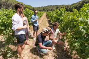 From Aix en Provence: Bandol & Cassis Full-day Wine Tour