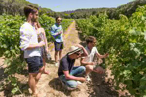 From Marseille: Bandol & Cassis Full-day Wine tour