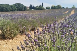 From Marseille: Customizable Private Day Tour of Provence