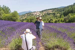 From Marseille: Lavender Full-Day Trip to Sault