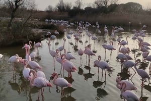 Marseille: The Camargue 8-Hour Guided Outing