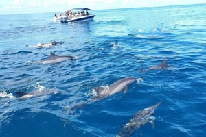 Black River: Swim with Dolphin Speed Boat Tour with lunch