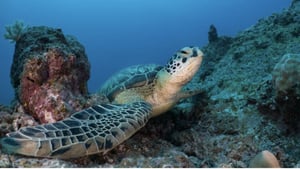 Blue Safari Submarine