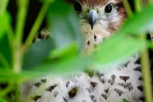 Chamarel Forest, Sugar Restaurant en Le Morne Escape