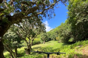Mauricio: rutas panorámicas en bicicleta con equipo y transporte