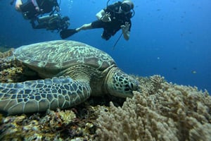 Discover Scuba Diving in the North of Mauritius