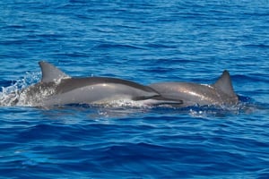Incontro con i delfini selvatici e avventura di snorkeling - Mauritius.