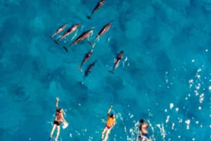 Nadar con delfines en la costa oeste