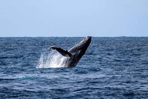 Delfines y ballenas, tour privado de snorkel