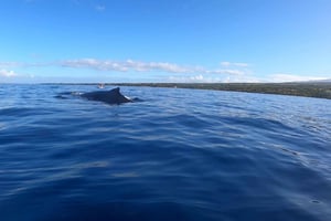 Dauphins, baleines, plongée en apnée et déjeuner sur l'île des Bénitiers