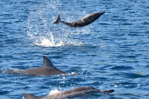 Dolswim - Swim with Dolphins