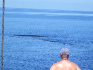 Dolswim - Whale Watching