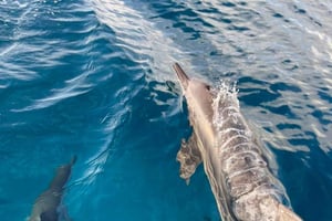 Dia inteiro: Encontro ecológico com golfinhos e churrasco na Ilha Benitier