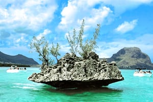 ベニティエ島：イルカウォッチングとランチ付きのカタマランツアー