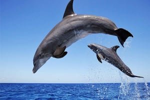 Mauritius: Dolphin Encounter Boat Tour og 7 Colored Earths