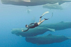 Mauritius Eco Whales Quest, 3-4 heures d'expédition