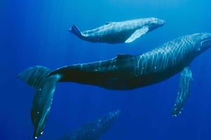 Mauritius: Private Whale Watching & Benitiers BBQ