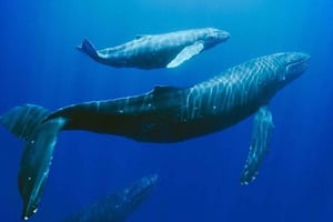 Mauritius: tour privato di osservazione balene con servizio di prelievo