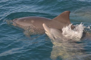 West Coast: Swim and Snorkel with Dolphins on Speedboat Tour