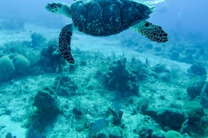 Mauritius: Snorkeling with Turtles & Port Louis Street Food
