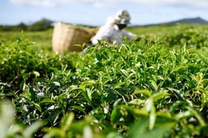 Mauricio: Excursión Privada de un Día por el Sur de la Isla