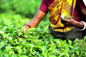 Mauritius: Tea, Rum and Vanilla Route with Lunch and Pickup