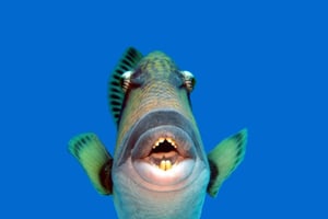 Mauritius: Trou-aux-Biches Snorkeling Tour