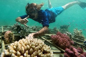 Ochtend op zee: dolfijnen, Mauritiaans ontbijt, natuurlijk aquarium, Cristal Rock