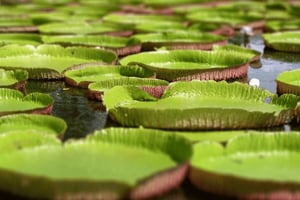 North Day Tour, Botanical Garden, Sugar Museum, Rum Tasting