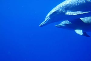 Incontro privato con i delfini e avvistamento balene