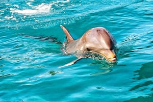 Mauritius: Wild Dolphin Encounter with Hotel Transfers