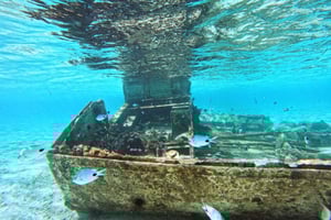 Experiencia exclusiva: delfines y sabores del mar