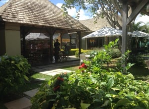 The Lemon Tree Café