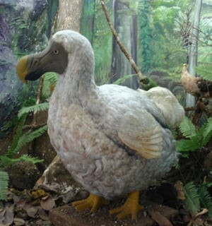 The National History Museum