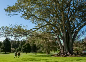 Cornwall Park