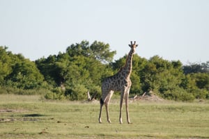 Unforgettable Moments At Zimbabwe National Parks