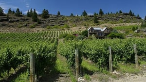 Black Ridge Vineyard